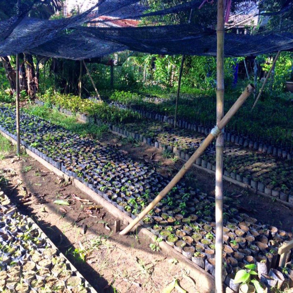volunteering borneo