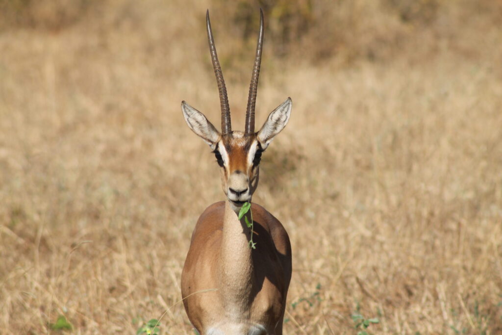 Gazelle out in the wild in Kenya