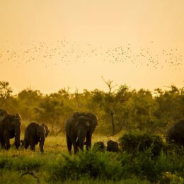Elephant at sunset, Kruger Park