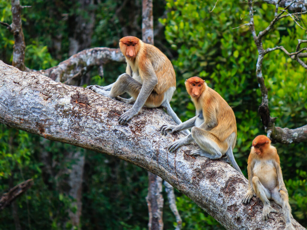 Proboscis monkeys standing on a tree branch with lots of greenery behind them in borneo