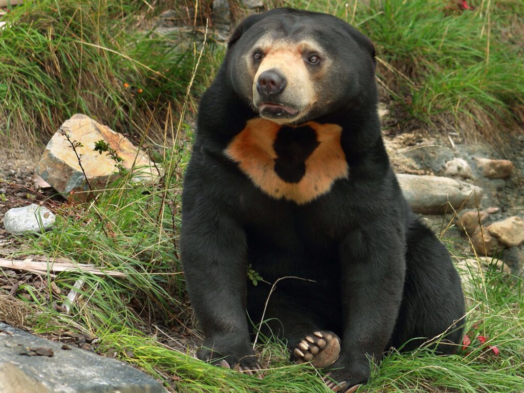 Sunbear in Sepilok, Borneo sitting on the ground