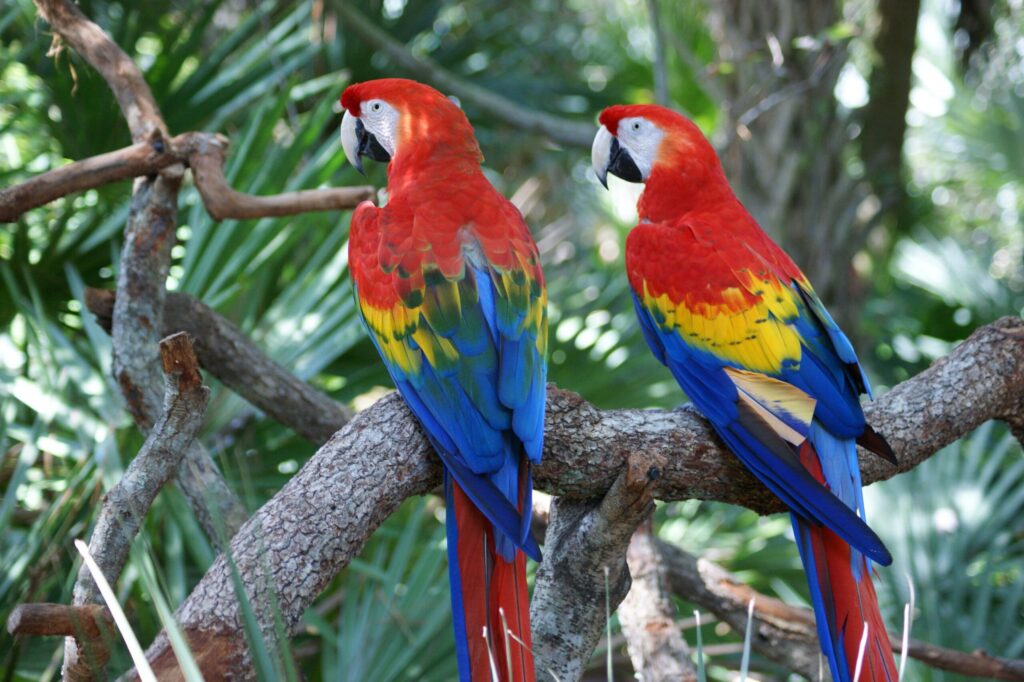Two Macaw parrots in Ecuador sitting on a branch in the jungle