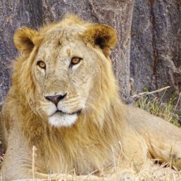 Male lion lying in the grass in Tanzania