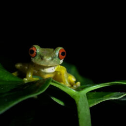 Red eyed tree frog in Costa Rica