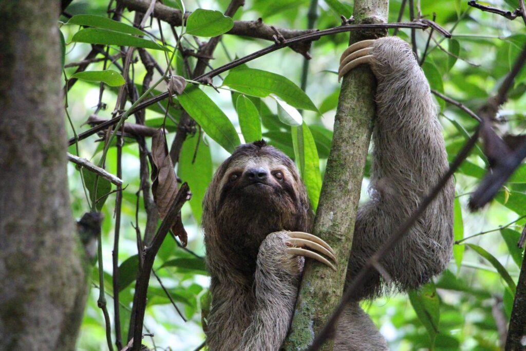 a sloth in the jungle in costa rica