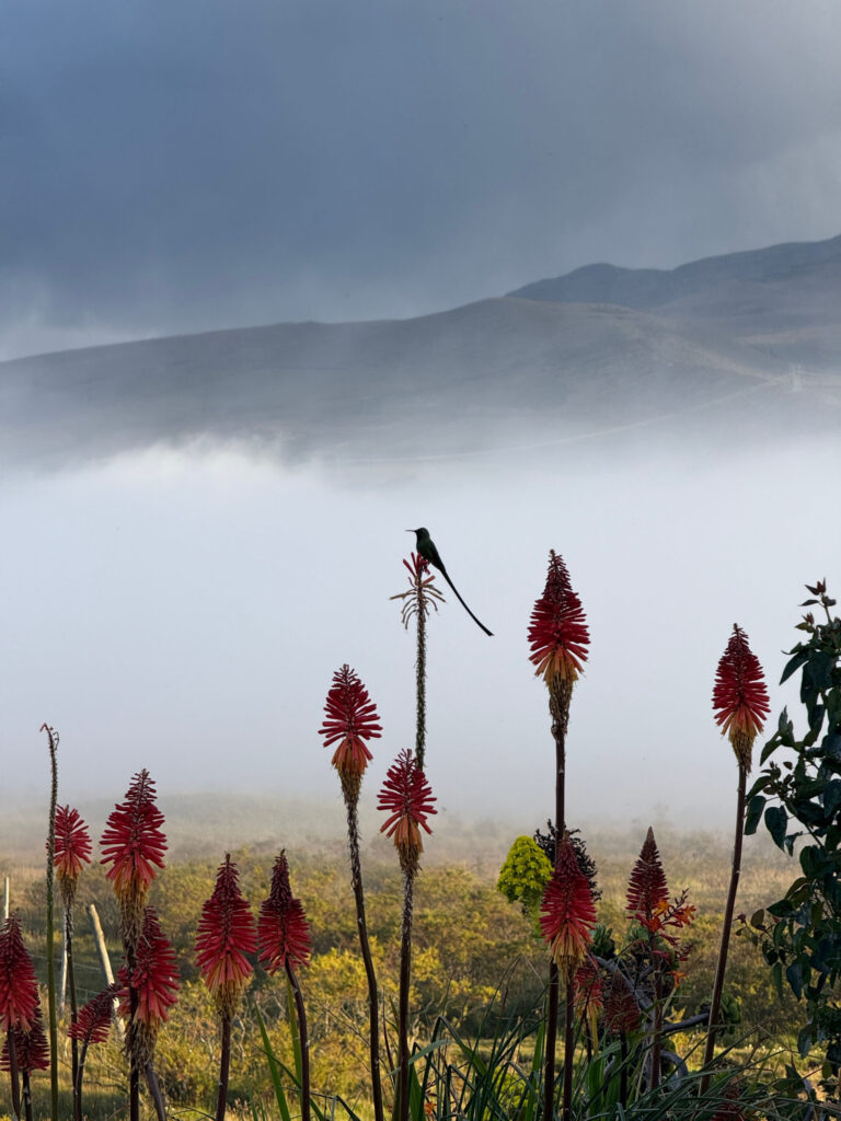 A hummingbird on a flower with misty mountains in the background in Ecuador