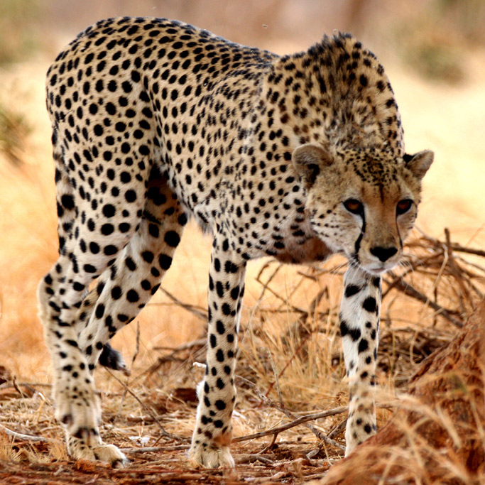 camp kenya